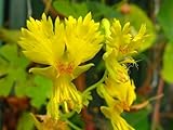 CEMEHA SEEDS - Seeds Canary Creeper Nasturtium Indian Cress Yellow Creeping Annual Flowers for Planting