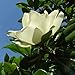 Produktbild Großblumige Magnolie Little Gem 80-100cm - Magnolia grandiflora
