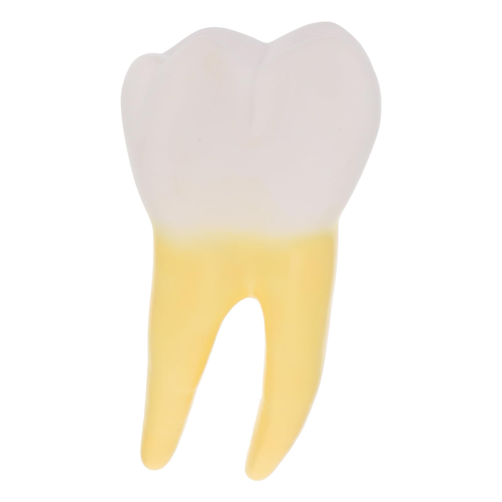 OUNONA Anatomisches für Zahnärztliche Demonstration und Ausbildung Molarenmodell aus Pvc Leichtes Tragbares Modell für Dentalunterricht und Kliniken