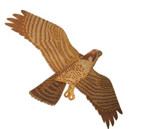 Assembled Peregrine Falcon Bird Kite, Wind Sock, Pest Deterrent