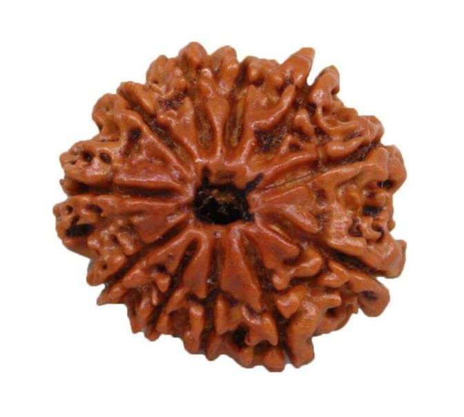 11 Mukhi Rudraksha From Nepal Original Certified By Igl 11 मुखी रुद्राक्ष 11 Face Rudraksha 11 Mukhi Eleven Face Rudraksha For Women Men Astrological Purpose Eleven Mukhi Rudraksh For Men & Women By IRIS GEMS