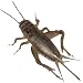 1000 Live Large (1) Crickets (Acheta Domesticus) by BuyFeederCrickets