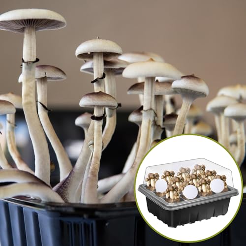 Image of Tegeme 120 Pcs 2.5 inch Monotub Adhesive Filter Disks Synthetic Filter Discs Paper Stickers for Mushroom Growing Supplies Pad Replacements