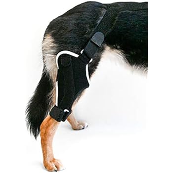 ortho dog acl brace