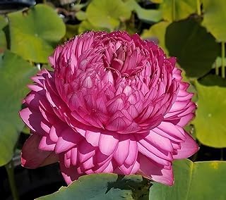 Image of Very Beautiful All Season Pink+Yellow Water Lotus(Pack Of-2) /Water Kamal /Water Lily Plant (TUBER) Original Hybrid Veriety Blloming With In 30 Days For Outdoor & Indoor Live Plant.