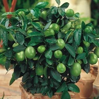 Generic RIC 20 pezzi/sacchetto di semi di Lime Kaffir, semi di Lime, (Citrus aurantifolia) organico Fruta Bonsai in Vaso di frutta Limone per giardino di casa: Only Seeds