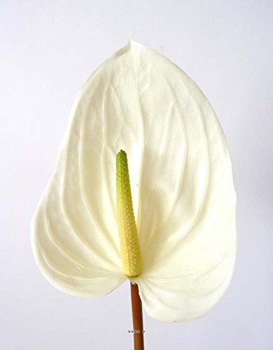 Artificiali, Anthurium enjoy artificiale in asta