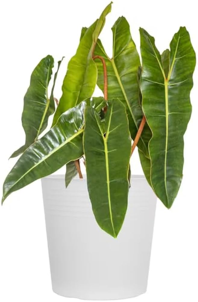 Amazon.com : United Nursery Philodendron Billietiae – Rare