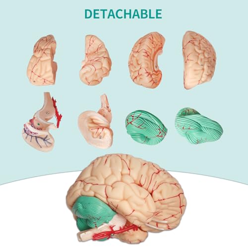 Image of SFXYJ Human Skull Brain Anatomy Model, 2024 New Anatomy Skull Model 11 Parts Detachable W /Sutures Anatomical Skull Model with Labeled Numbered for Medical Student Study