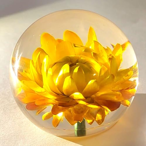 Image of 60mm Real Golden Everlasting Daisy Strawflower in Clear Lucite Resin Ball April Birth Month Flower Anniversary Wedding Engagement Valentine Mother's Day Gift Botanist Paperweight Display Collection