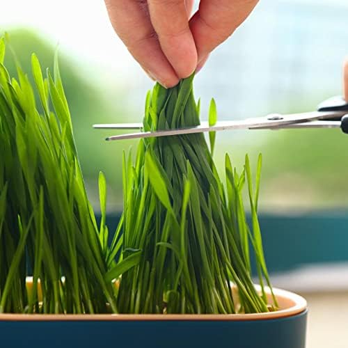 Puleyun Soilless Cat Grass Planting Bowl for Kittens - Hydroponic Planter with Mint Seeds for Healthy Snacks - Nursery Planting Box