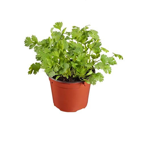 Mphmi Seedless Plant Indoor Plants Celery Plant - Apium Graveolens (B0CVS8482L) Amazon Price History, Amazon Price Tracker