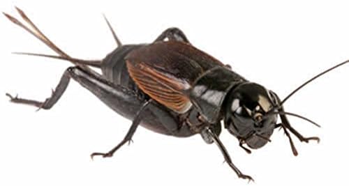 Reptile Centre Black Crickets pre-pack, Stand/Large