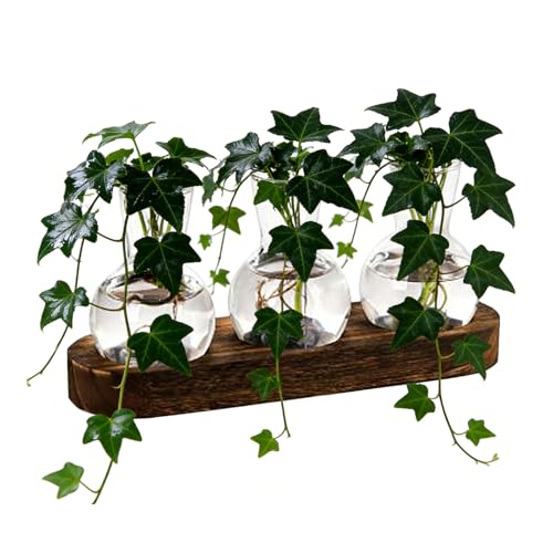 Generico Jarrón hidropónico | Decorativo, contenedores hidropónicos con base de madera | para escritorio, dormitorio, salón, librería, apartamento