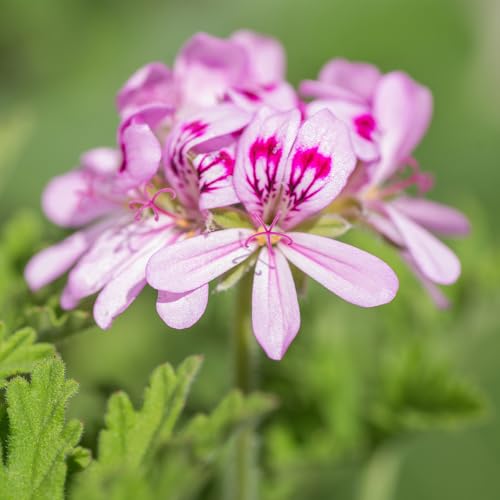 ITANSE ゼラニウム ローズ 9cm 3個セット 品種で選べるハーブ苗 学名 Pelargonium graveolens/フウロソウ科ペラルゴニウム属 (テンジクアオイ属) 非耐寒性常緑多年草/別名 ローズゼラニウム ITANSE ゼラニウム ローズ 9cm 3個セット 品種で選べるハーブ苗 学名 Pelargonium graveolens/フウロソウ科ペラルゴニウム属 (テンジクアオイ属) 非耐寒性常緑多年草/別名 ローズゼラニウム