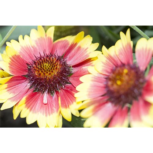 Gaillardia x grandiflora 'Kobold' - Großblumige Garten-Kokardenblume 'Kobold' - 9cm Topf