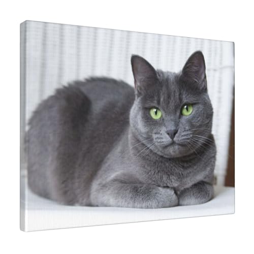 A[gplǊ| L L DF ?Ǒ?z _ |X^[  k|X^[ \t@wiAoX[N̗ǂ|[`Aؐt[free Size