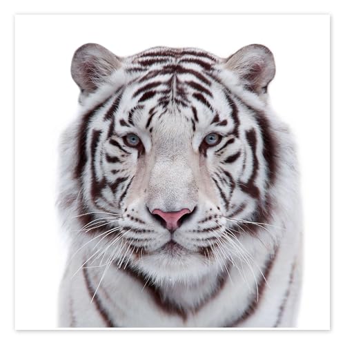 Tigre blanc Poster 30 x 30 cm Blanc Tableaux Décoration murale