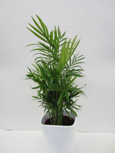 Dominik Blumen und Pflanzen, Zimmerpalme, Chamaedorea elegans, breitblättrig, 3 Pflanzen, ca. 40 cm...