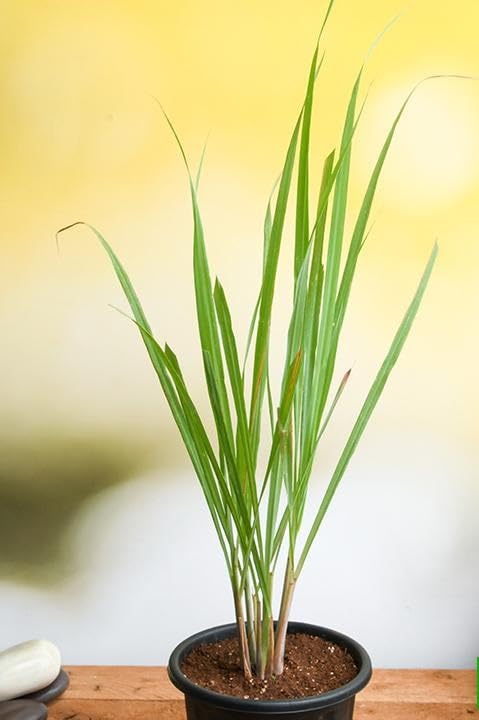 Image of Live Lemongrass Plant with Pot | Fresh Herbal Grass for Home Garden & Kitchen Use | Medicinal Plant for Natural Remedies, Tea & Cooking | Indoor Outdoor Gardening | Pack of 1