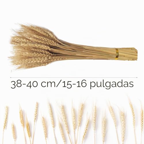 Miniatura 2 de Coolcrafts 100 Piezas De Flores De Trigo Secas, Ramo De Trigo Natural Seco Para Decoración De Otoño, Decoración De Bodas