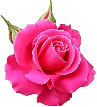 Amazon バラ苗 ハーモニクス 大苗7号専用角鉢入 ピンク系 Rose For You 発売記念特典 ぼかし肥料1kg付き 花