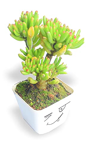 MVM e-comerce Live Succulent Plant Gollum Jade, Finger Jade