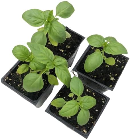 Smoke Camp CraftsOrganic Sweet Italian Large Leaf Basil (Ocimum basilicum) 4 Plant-Pack - for Cooking or Planting, Make Your own Pesto Sauce