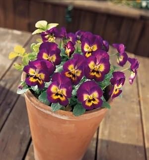 Viola ColorMax Berry Pie 250 Seeds