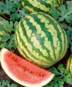 Watermelon Crimson Sweet Great Heirloom Garden Vegetable Bulk 1,000 Seeds