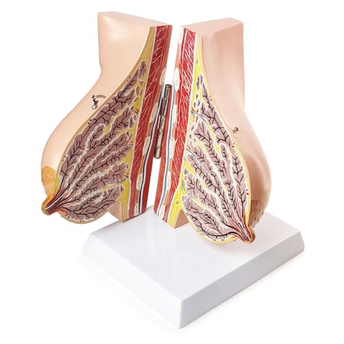 Image of NEW HORIZON Model of The Female Breast Human Breast Anatomy Model Lactation Teaching Nursing Trainning Education Tools for Medical Students and Teachers