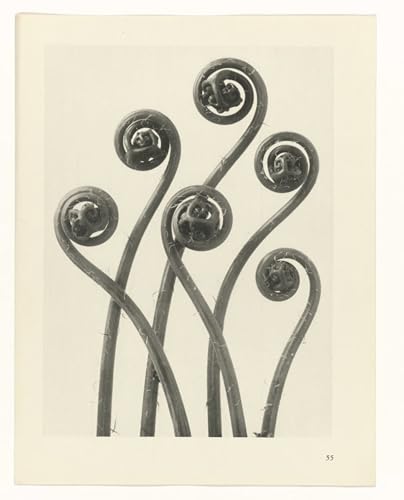 Peinture affiche Karl Blossfeldt pour une chambre zen et douce