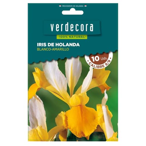 Verdecora Bulbos de Iris de Holanda Blanco y Amarillo (10 uds) | Iris hollandica | Floración en Primavera | Ideal para Jardines y Macetas | Flores Elegantes y Resistentes (PORTES INCLUIDOS)