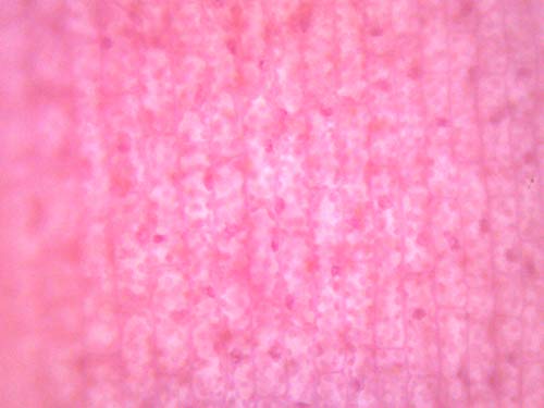 Image of EISCO Elodea, Submerged Leaf - Prepared Microscope Slide - 75 x 25mm - Microscopy