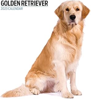 Magnet & Steel Retriever 2023 Modern Calendar, Multi-Colour