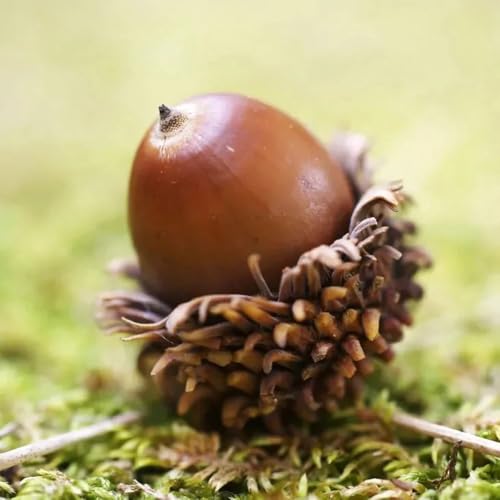 quercia comprare semi - quercia - resistenti quercia sempreverdi resistenti all'esterno mini giardino, vero 8pcs