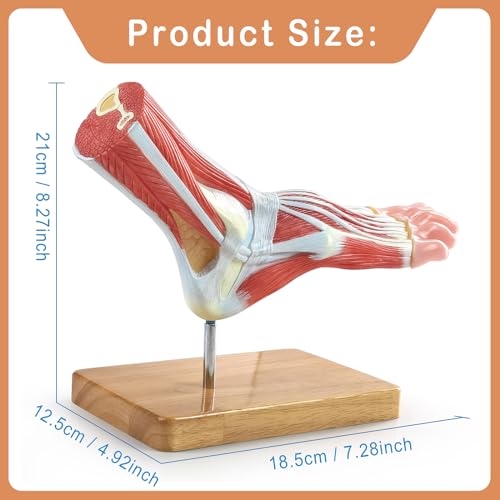 Image of NEW HORIZON 1-Parts Natural Size Foot Anatomy Model Displays the Superficial Muscles, Ligaments, Bones, and Some Skin Tissue of the Foot,with wooden base,Human Body Model