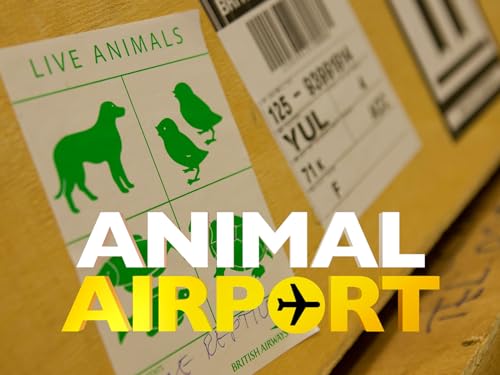 Animal Airport