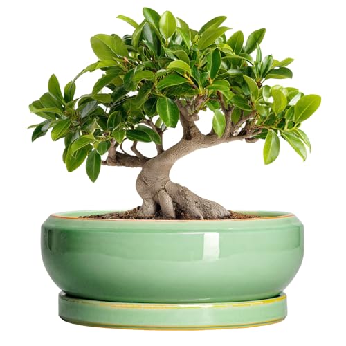 EPFamily Bonsai-Baumtöpfe, 25,4 cm, Keramik-Sukkulentententöpfe mit Ablaufloch und Tablett, Flacher Übertopf für Innen- und Außenbereich… – Ansicht 1