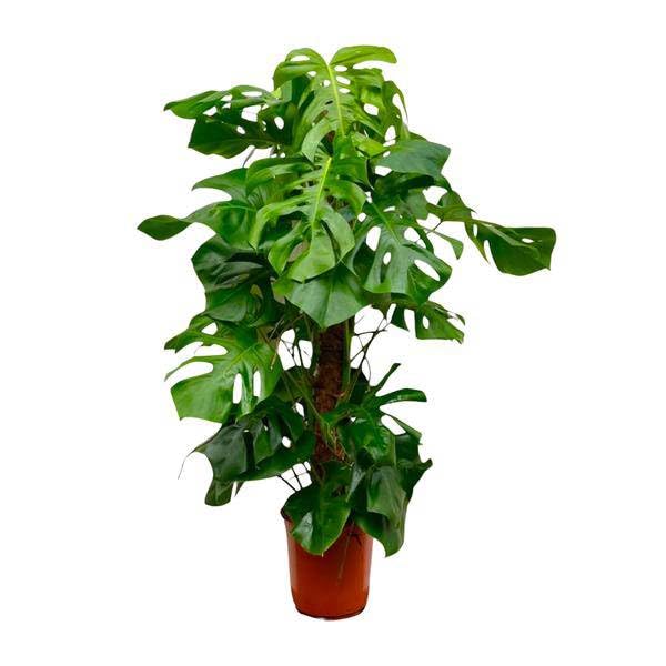 Monstera Deliciosa – Köstliches Fensterblatt – Zimmerpflanze 150cm – Ø27cm – Tropische XXL-Pflanze mit großen grünen Blättern – Dekorative Kübelpflanze für Wohnzimmer & Büro