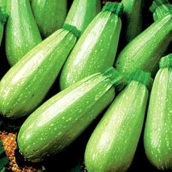 Park Seed Magda Hybrid Squash Seeds Mediterranean Summer Variety with Nutty Flavor, Creamy Green Skin, Compact and Productive Plant, Ideal for Grilling and Meatless Meals, Pack of 15