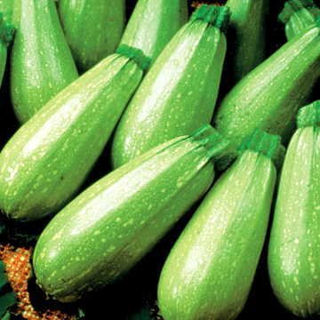 Park Seed Magda Hybrid Squash Seeds – Mediterranean Summer