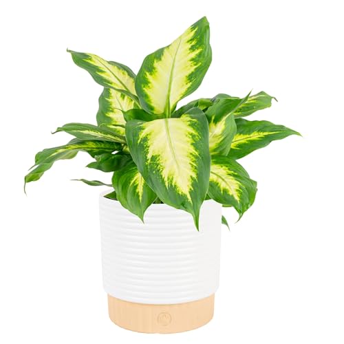 Costa Farms Dieffenbachia Live Plant Indoor, Easy Grow Light and