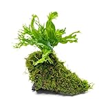 SubstrateSource Live Aquarium Plants on Driftwood...