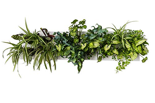 Ortisgreen HOH! Trio Smart Horizontal, 3 Quadri Vegetali Fai da Te in Plastica ABS di Colore Bianco per 18 Piante, include Staffa in Acciaio Inox per 3 HOH! il Substrato Naturale e le Istruzioni.