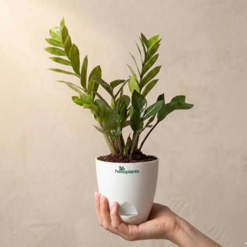 Image of Zamia Green ZZ Plant Zamioculcas Zamiifolia Indoor Live Plant Air-Purifying Decor for Office and Home in a 4-Inch Self-Watering Matte White Pot