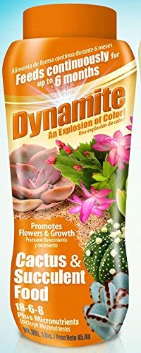  Dynamite 82170 Sun Bulb Cactus & Succulent Food, White #TOP14