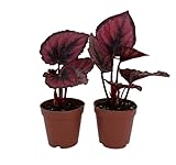 Red Rex Begonia Plant - 2 Plants in 2' Pots - Easy House Plant