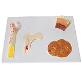 Large gamme d'applications - Modèle de structure osseuse corporelle pour l'étude des personnes intéressées par l'anatomie, les soins infirmiers, la physiologie et la structure. C'est aussi un outil de communication pour les médecins et les patients, de quoi satisfaire toute personne intéressée par l'os humain