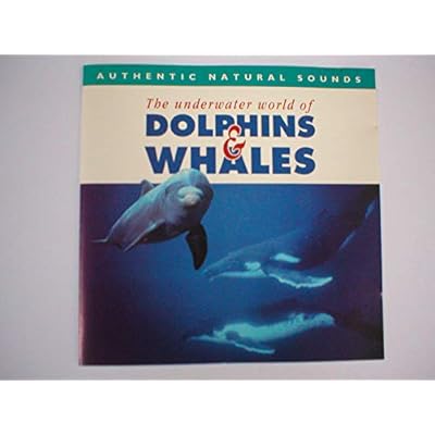 The Underwater World Of Dolphins And Whales